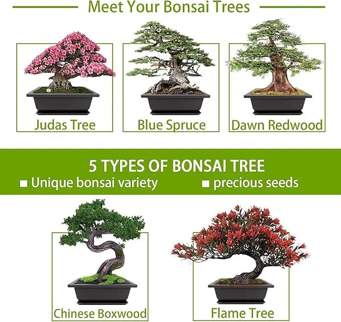 Bonsai Tree Kit with Complete Plant Growing Tools, Grow in Pot Indoor Bonsai Tree Starter Kit, Home Gardening DIY Gift for Adult by GreenHaven Gardens