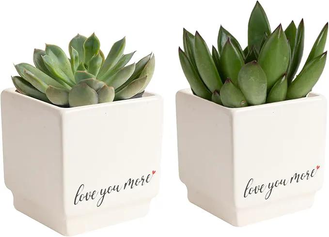 Costa Farms Mini Live Succulents, Echeveria Houseplant, Beautiful Live Indoor Plants in Cute Décor Stone Planter Pots, Great Gift for Perfect Room Décor, 4-Inches Tall (2-Pack) by GreenHaven Gardens