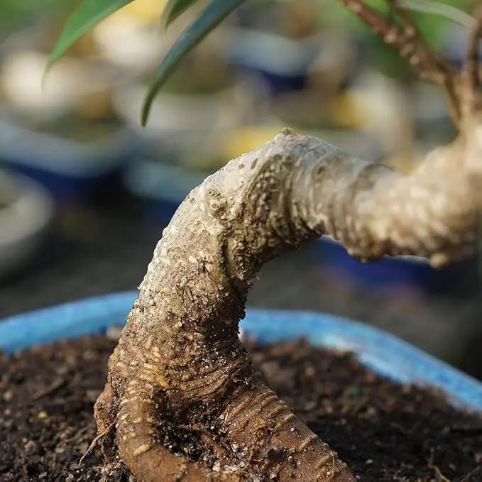Brussel's Bonsai Live Golden Gate Ficus Indoor Bonsai Tree - Small, 4 Years, 5 to 8 In - Live Bonsai Tree in Ceramic Bonsai Pot by GreenHaven Gardens