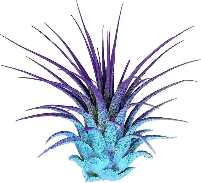 Ionantha Guatemala Tillandsia Air Plant, Guatemala Tillandsia Live Airplant, Healthy Arrival Guaranteed, Great Indoor Plant, Home Decor & Gift (Rainbow #5) by GreenHaven Gardens