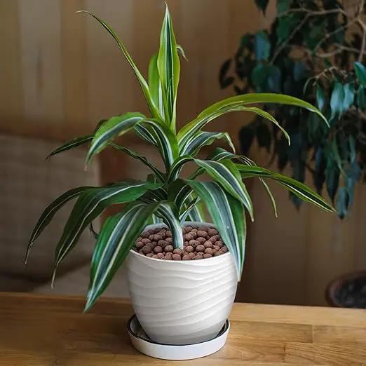 10LB Leca Clay Pebbles for Plants, Expanded Leca Balls for Indoor Plants, Orchid Potting Mix, Soil Amendment, Drainage, Easy Reusability, 4-16mm by GreenHaven Gardens