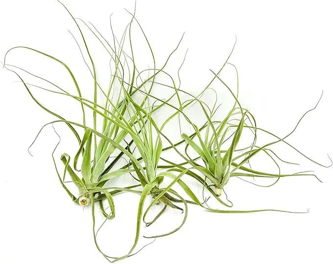 Air Plants - Tillandsia Straminea Jumbo 6-9" - 3ct - Live Arrival Guaranteed - House Plants for Home Decor & Gift by GreenHaven Gardens