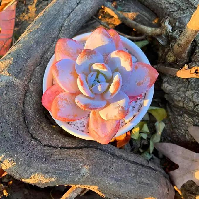 FWPP Live Succulents Plants Echeveria Laui 2.5 inches,Rare red Succulents Bare Root Without Pot Soil, Live Plants Indoor Office Decoration Wedding and Gift by GreenHaven Gardens