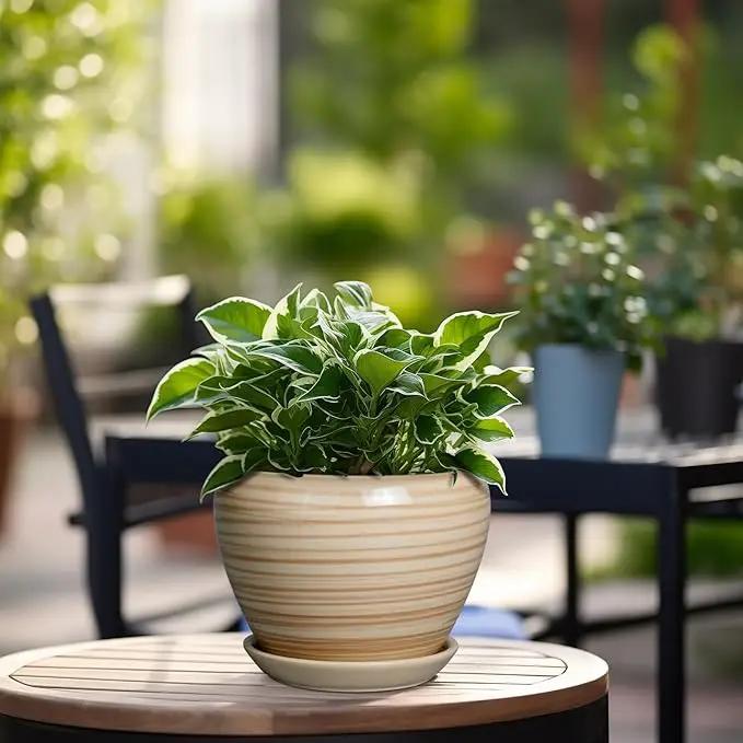 6 Inch Plant Pot Ceramic - Decorative Planter for Indoor Plants Succulent Pot with Drainage Hole and Saucer Round Planter Outdoor Flower Pot for House Patio Yellow by GreenHaven Gardens