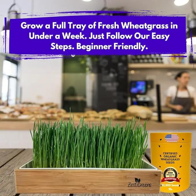 Certified Organic Wheatgrass Seeds – 12,500+ Non-GMO USDA Cat Grass Seeds in Food-Grade Container with Lid for Easy Scooping & Freshness by GreenHaven Gardens