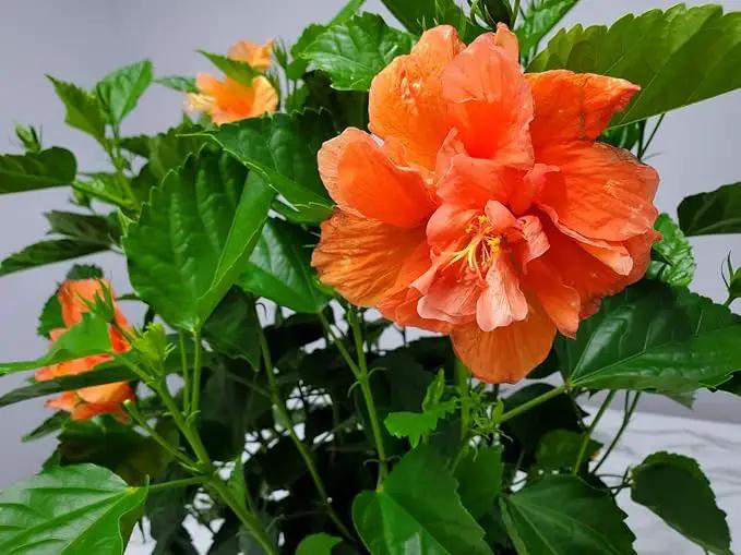 Hibiscus Bush - Double Peach Flowering Plant Live - Overall Height 26" to 28" - Tropical Plants of Florida (Plant Only) by GreenHaven Gardens