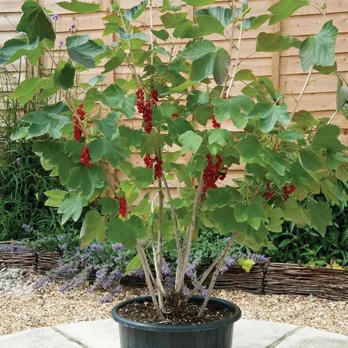 Premium Currant Plant Potting Soil Mix - Optimal Nutrient-Rich Blend for Thriving and Juicy Currants - 1 Quart by GreenHaven Gardens
