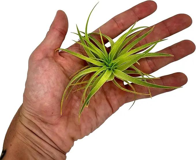Live Air Plants - Tillandsia Geminiflora 1-3" - 1ct – ragnaroc Live Indoor Plant - Live Arrival Guaranteed - House Plants for Home Decor & Gift by GreenHaven Gardens