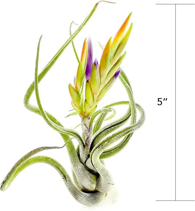Air Plants - Flowering Tillandsia Caput Medusae, Large 5-7" - 1ct - Live Arrival Guaranteed - House Plants for Home Decor & Gift by GreenHaven Gardens