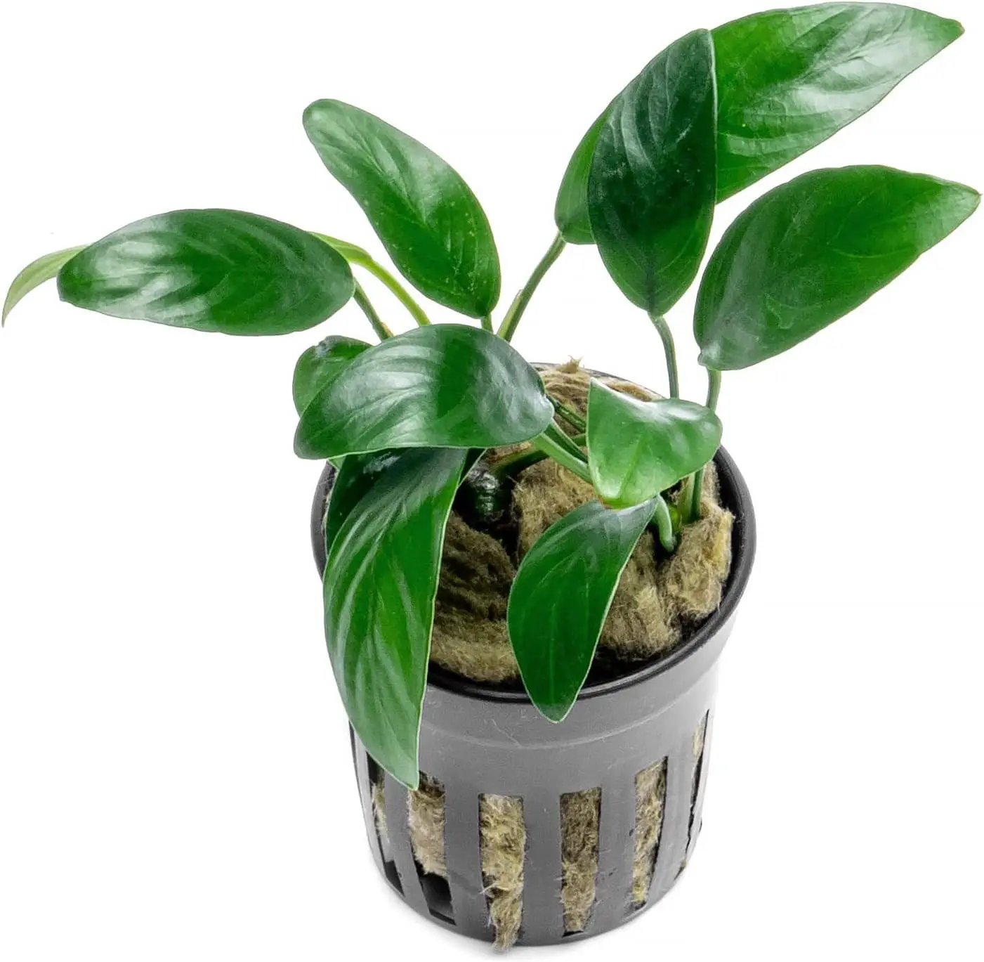 Anubias Live Aquarium Plants - Potted Freshwater Plant for Fish Tanks, Terrariums - Beginner Friendly Low Light (Congensis Mini, 3 Pots) by GreenHaven Gardens
