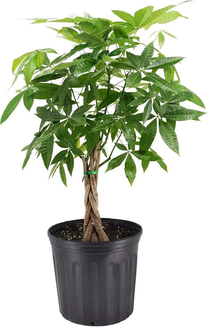 Money Tree Live Indoor Plant in 10 in. Plastic Grower Pot, Black *Sold by Amazon and Arcadia Garden Products* by GreenHaven Gardens