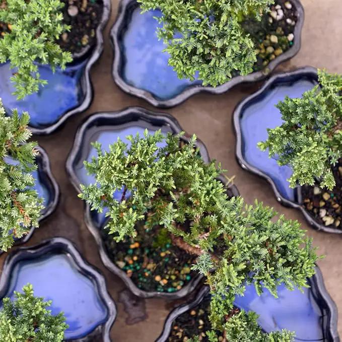 Brussel's Bonsai Brussel's Green Mound Juniper Bonsai in Zen Reflections Pot, SMALL by GreenHaven Gardens