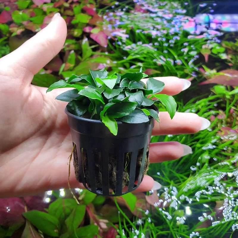 Anubias Live Aquarium Plants - Potted Freshwater Plant for Fish Tanks, Terrariums - Beginner Friendly Low Light (Nana Petite, 1 Pot) by GreenHaven Gardens