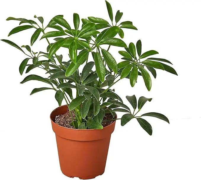Umbrella Plant Premium Potting Mix - 20 Quart - Nourish Your Plants with Nature's Finest Ingredients (4 Bags of 5 QT) by GreenHaven Gardens