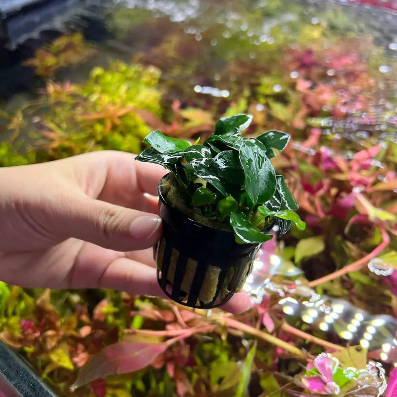 Anubias Live Aquarium Plants - Potted Freshwater Plant for Fish Tanks, Terrariums - Beginner Friendly Low Light (Barteri Petite Round, 1 Pot) by GreenHaven Gardens