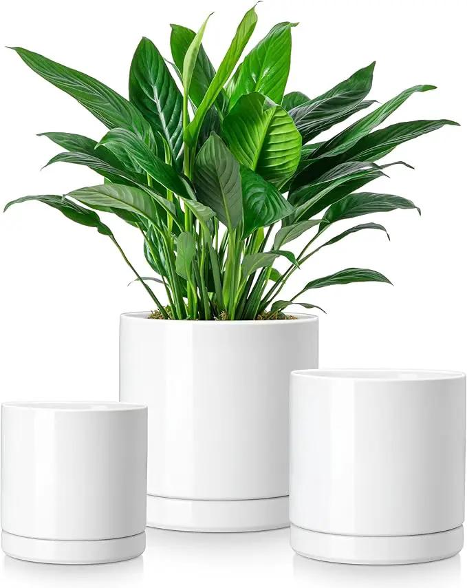 vancasso Ceramic Plant Pots, 3 Piece Planters for Indoor Plants, 4.25+5.25+6.25 Inch Flower Pots with Drainage, Plant Pots Indoor for Succulent, Pothos, Snake Plant and Money Tree, Etc (White) by GreenHaven Gardens