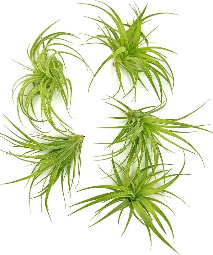 Live Air Plants - Tillandsia Geminiflora 1-3" - 5ct – ragnaroc Live Indoor Plant - Live Arrival Guaranteed - House Plants for Home Decor & Gift by GreenHaven Gardens