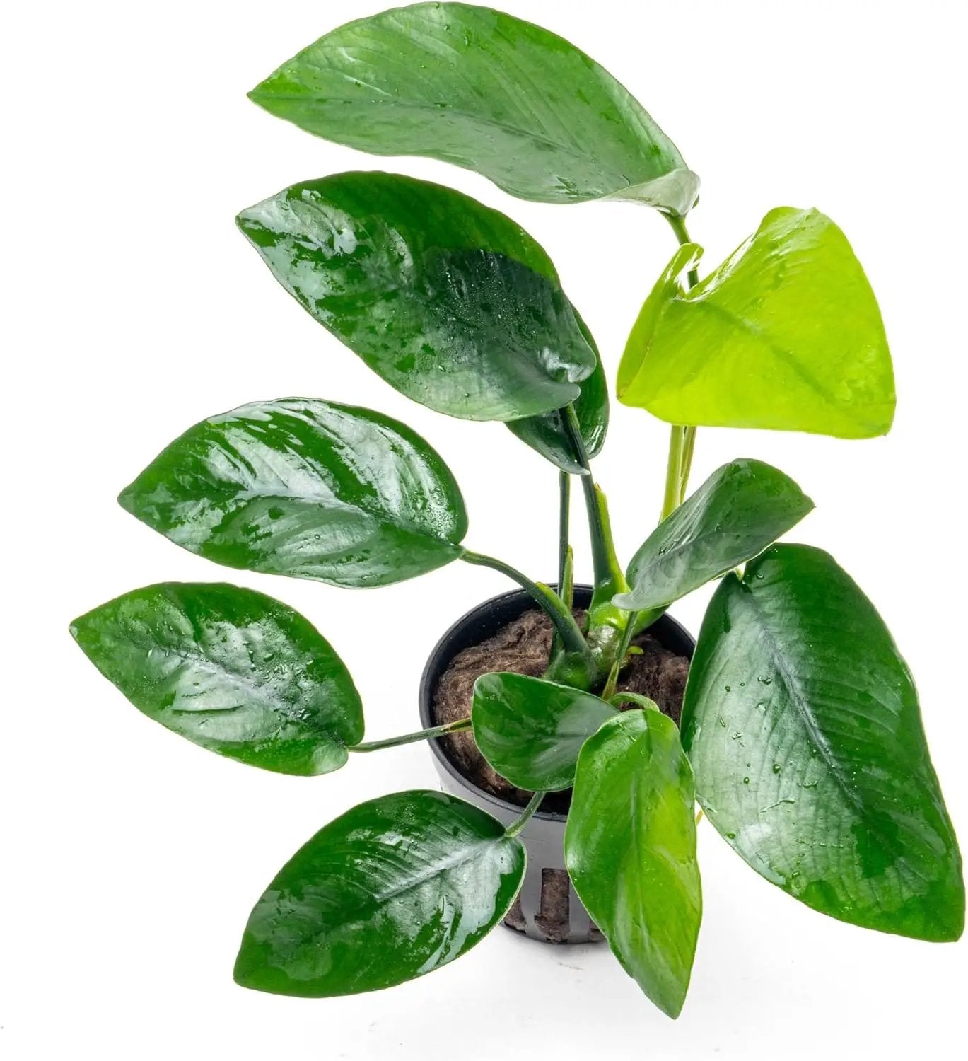 Anubias Live Aquarium Plants - Anubias Nana Tropica (Anubias barteri Nana) - Low Light Epiphytic Rhizome for Foreground to Midground Freshwater Aquascapes, Dark Green Accent - Pot by GreenHaven Gardens
