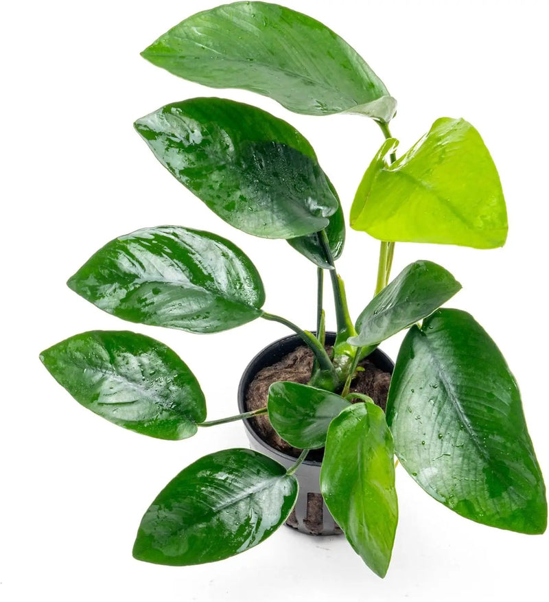 Anubias Live Aquarium Plants - Anubias Nana Tropica (Anubias barteri Nana) - Low Light Epiphytic Rhizome for Foreground to Midground Freshwater Aquascapes, Dark Green Accent - Pot by GreenHaven Gardens