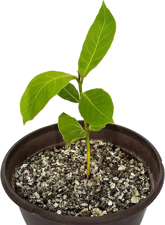 Horticultural Organic Vermiculite by GARDENERA - Medium Grade - Natural Soil Additive for Potted Plants, Orchids, Hydroponics, Terrariums (2 Quart) by GreenHaven Gardens