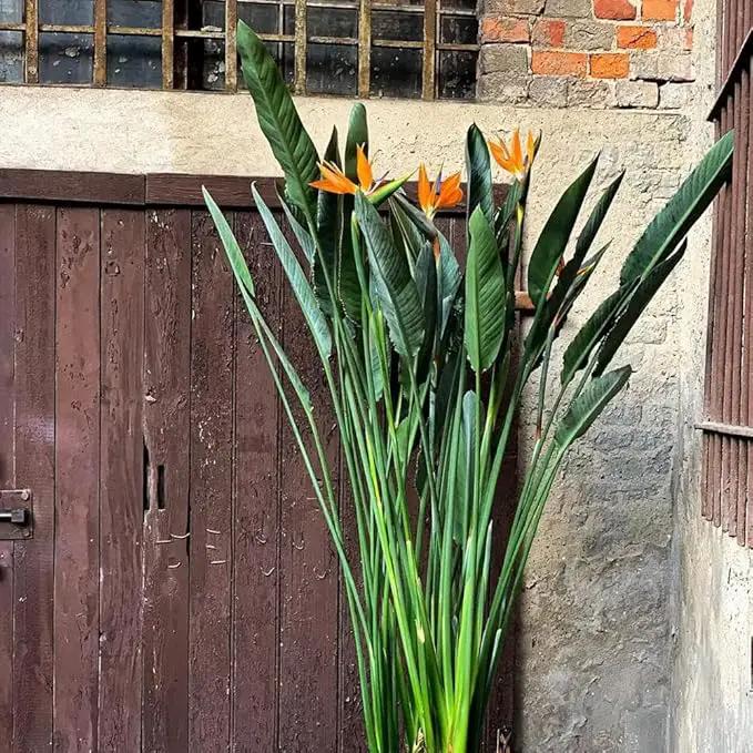 Bird of Paradise - Orange - Strelitzia Reginae. (2 Orange BoP in Cup) by GreenHaven Gardens