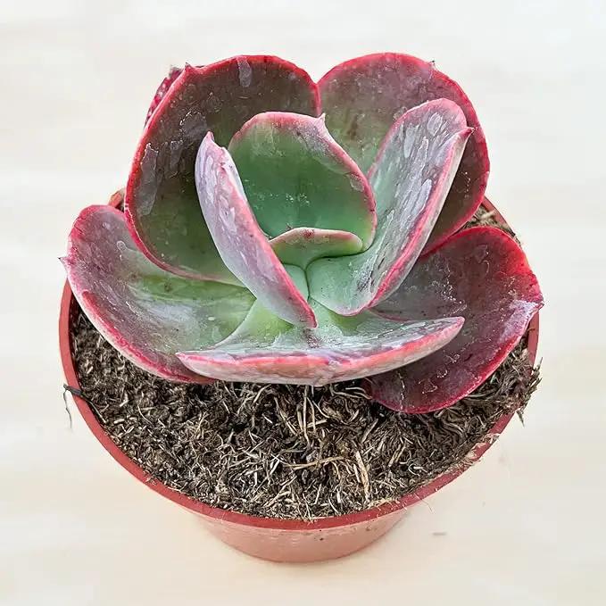 Live Succulents Echeveria Big Red (4-inch), Succulent Plants Fully Rooted in Pots with Soil, Easy-Care House Plant for DIY, Home Office Decor, Wedding Party Favor by GreenHaven Gardens