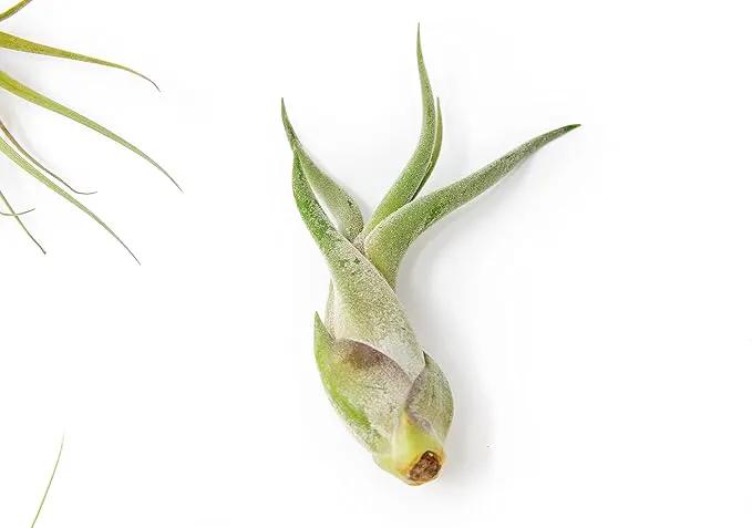 5 Pack of Classic Air Plants Variety - Live Succulent House Plants - Available in Wholesale and Bulk - Home and Garden Decor - Easy Care Indoor/Outdoor Air Plant by GreenHaven Gardens