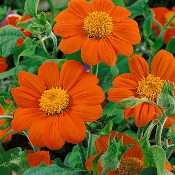 Outsidepride Goldfinger Mexican Sunflower Seeds - 500 Pcs Annual, Easy-to-Grow, Orange Tithonia Speciosa Flower Seeds w/Drought-Tolerant Blooms for Pollinator Gardens & Vibrant Summer Landscaping by GreenHaven Gardens