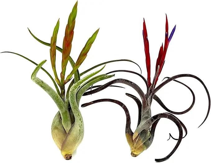 Air Plants - Flowering Tillandsia Caput Medusae, Large 5-7" - 2ct - Live Arrival Guaranteed - House Plants for Home Decor & Gift by GreenHaven Gardens