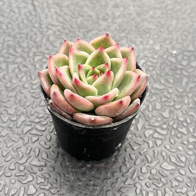 Live Succulent Echeveria 'Charlestone', Approx 2-inch Large, Potted Succulents, Fully Rooted, Easy Care House Plants by GreenHaven Gardens