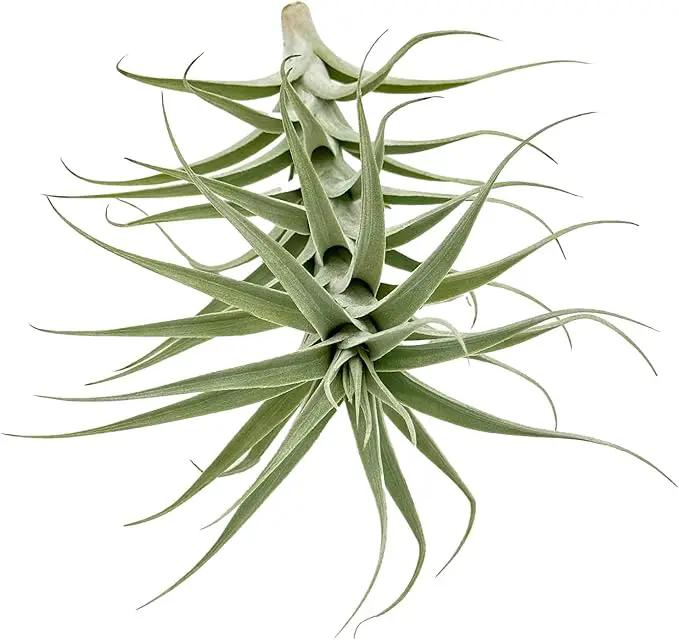 Live Air Plants - Tillandsia Albida 7-12" - 1ct – ragnaroc Live Indoor Plant - Live Arrival Guaranteed - House Plants for Home Decor & Gift by GreenHaven Gardens