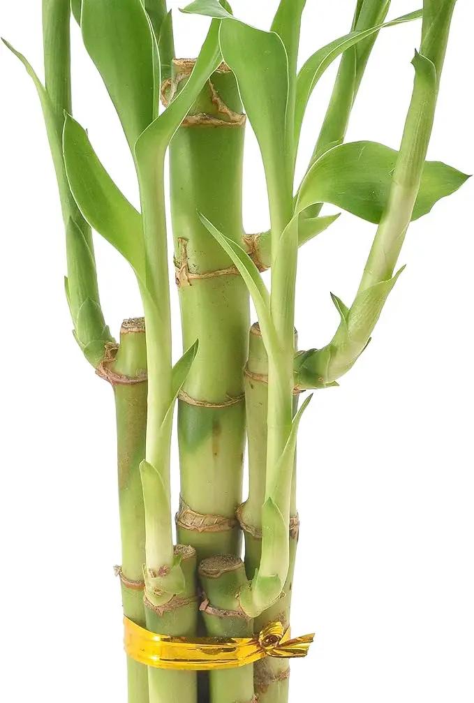 Arcadia Garden Products 5-Stem Lucky Bamboo, Live Indoor Plant in Dimension II Ceramic Planter for Home, Work, or Gift, Black ***Cannot Ship to Hawaii*** by GreenHaven Gardens