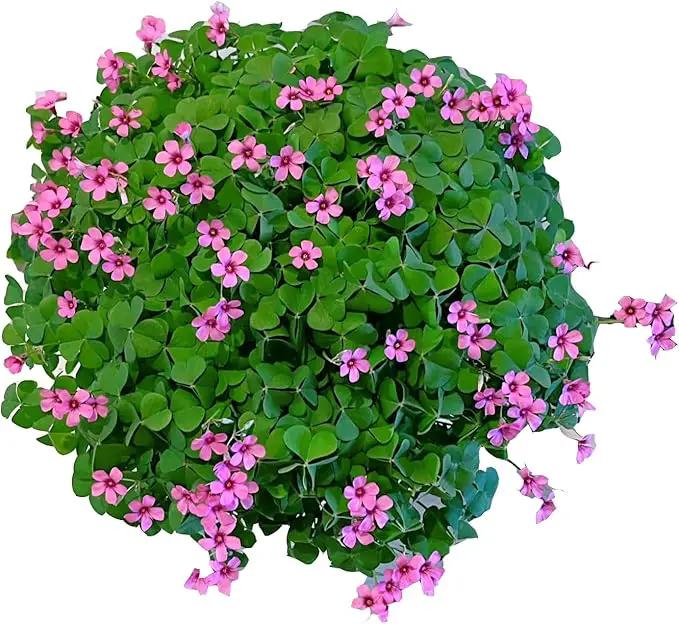 24 Pack Iron Cross Shamrock Plant Bulbs, Live Oxalis Bulbs for Indoor Outdoor Gardens, Year-Round Perennial Lucky Shamrock Plants Live in Pots Home Decor by GreenHaven Gardens