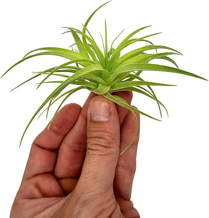 Live Air Plants - Tillandsia Geminiflora 1-3" - 1ct – ragnaroc Live Indoor Plant - Live Arrival Guaranteed - House Plants for Home Decor & Gift by GreenHaven Gardens