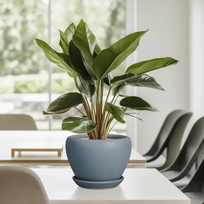 Ceramic Pot for Plants - 6 Inch Plant Pot Indoor with Drainage Hole and Saucer Decorative Planter for Outdoor Plants Modern Succulent Pots Round Flower Pots Gray by GreenHaven Gardens