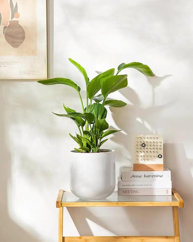 vancasso 8 Inch Ceramic Plant Pots, Planters with Drainage Hole, Flower Pots Planters Pots for Indoor Plants, Modern Indoor Decorative Garden Pot, Home Decor, White by GreenHaven Gardens