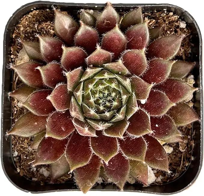 Live Succulent Sempervivum 'Stansfieldii', Approx 2-inch Large, Potted Succulents, Fully Rooted, Easy Care House Plants by GreenHaven Gardens