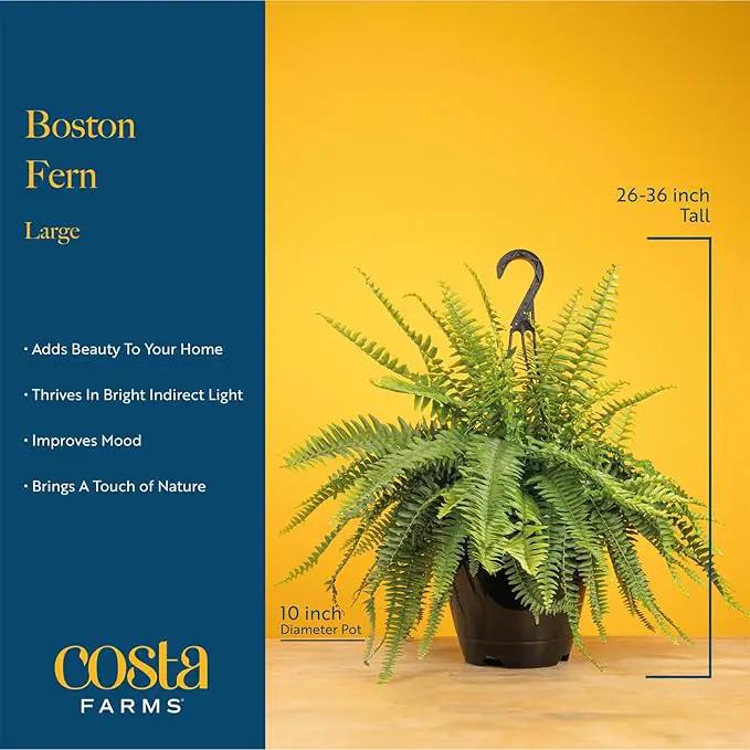 Costa Farms Ferns (2 Pack), Live Premium Boston Fern Plants in Hanging Basket Planters, Houseplants Potted in Soil Potting Mix, Outdoor Garden Gift, Beautiful Home Patio Décor, 16-Inches Tall by GreenHaven Gardens