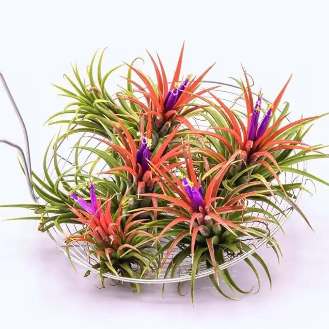 12 Air Plants, Tillandsia Air Plants Live Houseplants for Garden, Red Lonantha Tillandsia Plant by GreenHaven Gardens
