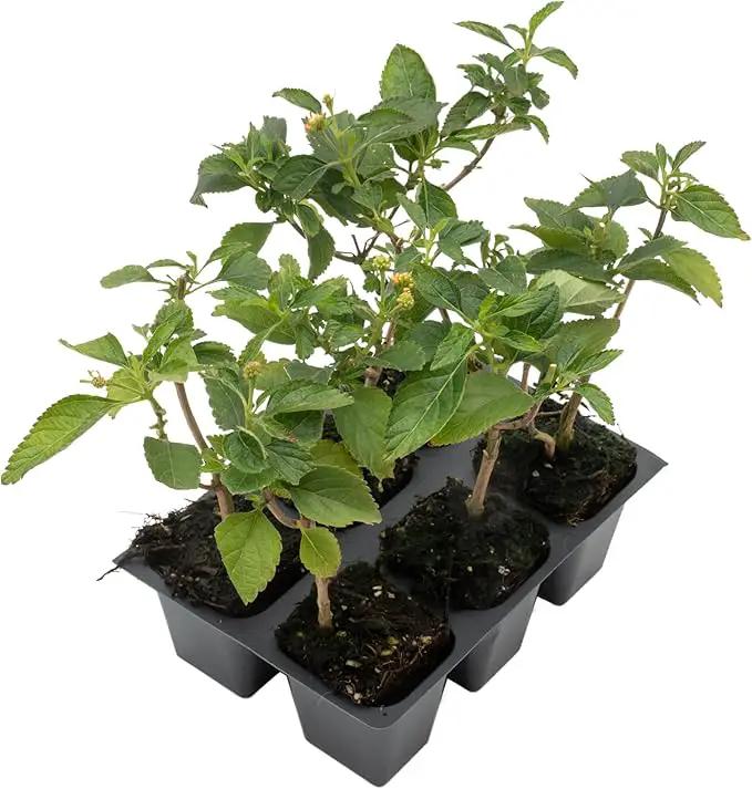 6 Dallas Red Lantana | Live Plants in 2.5-inch Nursery Cubes | Lantana Camara 'Dallas Red' Variety | Hardy Evergreen Perennial Shrub | Fiery Vibrant Blooms for Home & Garden by GreenHaven Gardens