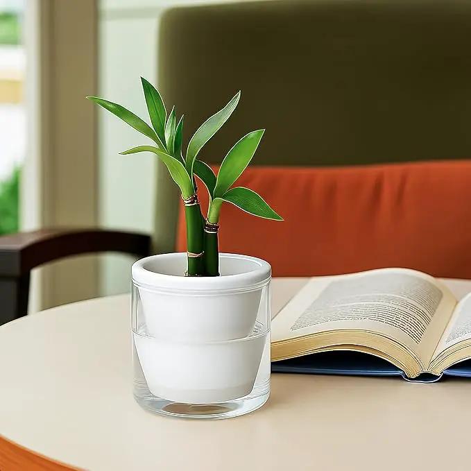D'vine Dev 4 Inch Design Self Watering Planter for Indoor Plants, White Terracotta Pots with Cylinder Glass Cup, Set of 2, 37-Y-A-2 by GreenHaven Gardens