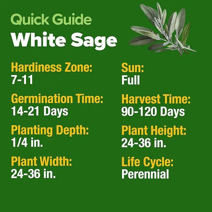 HOME GROWN 𝗨𝗦𝗔 𝗣𝗥𝗘𝗠𝗜𝗨𝗠 White Sage Seeds 323 Pack 𝗡𝗢𝗡-𝗚𝗠𝗢 Heirloom Seeds - Grow Aromatic Sage Plants for Your Herb Seeds Garden with Sage for Planting Outdoor or Indoor (Salvia apiana) by GreenHaven Gardens