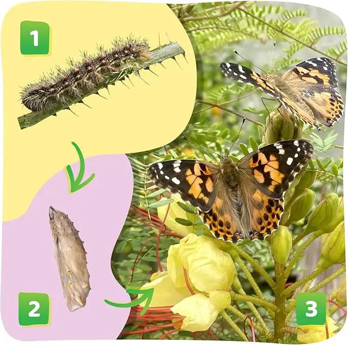 Insect Lore Butterfly Garden Kit – 10 Live Caterpillars, Habitat, STEM Journal, 2 Chrys-a-lid Holding Logs & Feeder – Grow & Release Painted Lady Butterflies – Educational Science Toy by GreenHaven Gardens