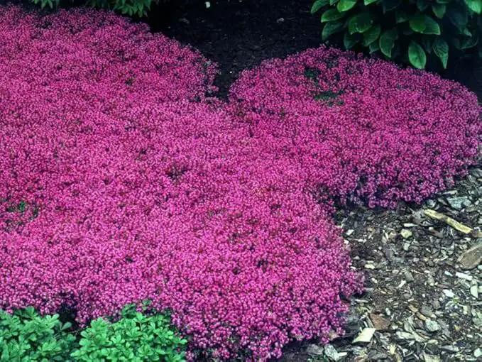 20,000+ Creeping Thyme Seeds Ground Cover, Non-GMO Perennial Flower Seeds, Hardy Thymus Serpyllum, Creeping Phlox Alternative for Landscaping & Garden Paths (Hot Pink) by GreenHaven Gardens