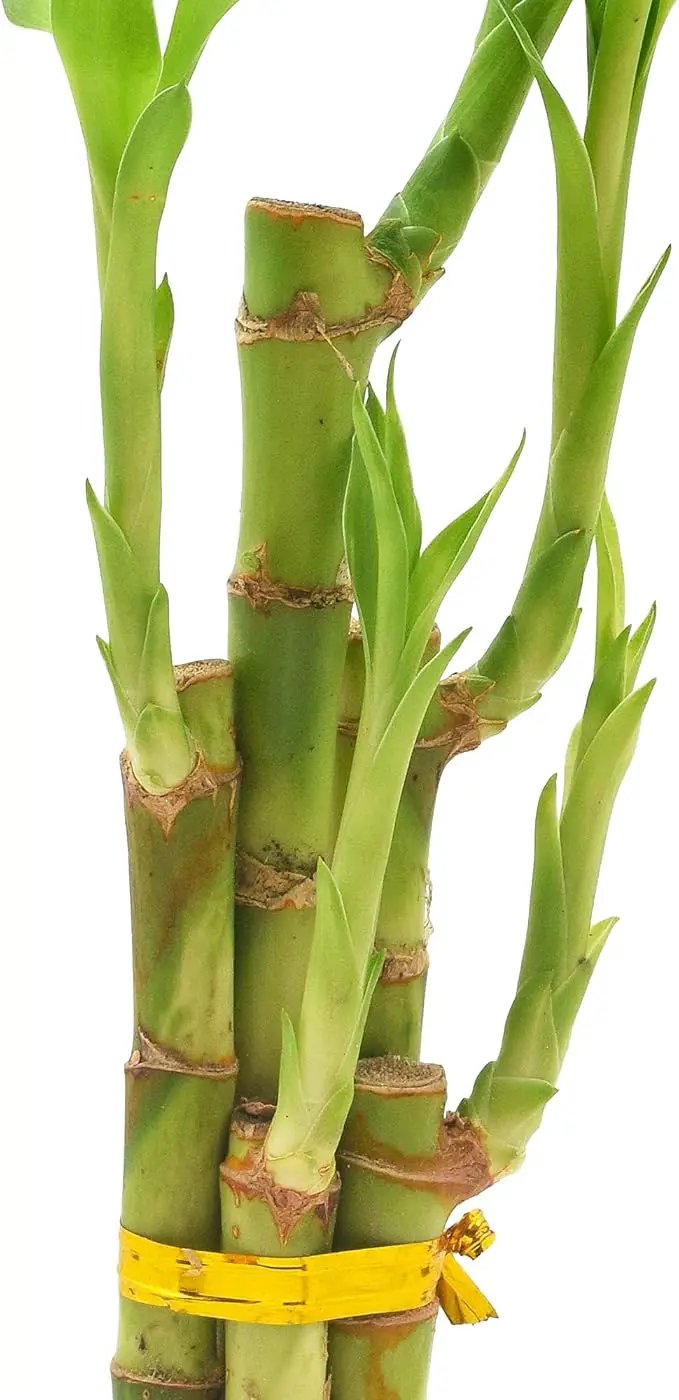 Arcadia Garden Products 5-Stem Lucky Bamboo, Live Indoor Plant in Dimension II Ceramic Planter for Home, Work, or Gift, White. ***Cannot Ship to Hawaii*** by GreenHaven Gardens