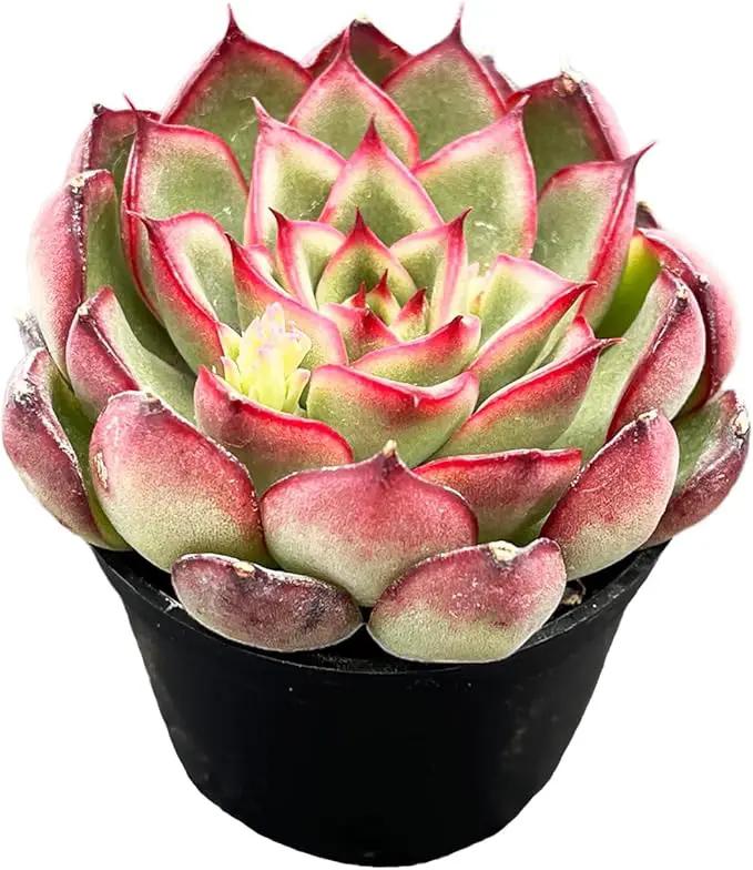 Live Succulent Echeveria 'Firrefly', Approx 2-inch Large, Potted Succulents, Fully Rooted, Easy Care House Plants by GreenHaven Gardens