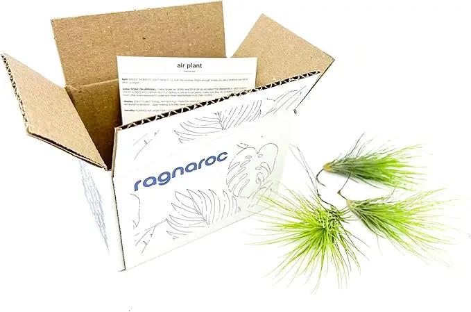 Air Plants - Tillandsia Andreana, Large 4-6" - 3ct - Live Arrival Gauranteed - House Plants for Home Decor & Gift by GreenHaven Gardens