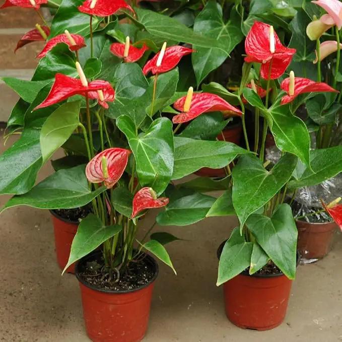 Premium Anthurium Soil Mix - Perfect Blend for Thriving Anthurium Plants - 1 Quart by GreenHaven Gardens