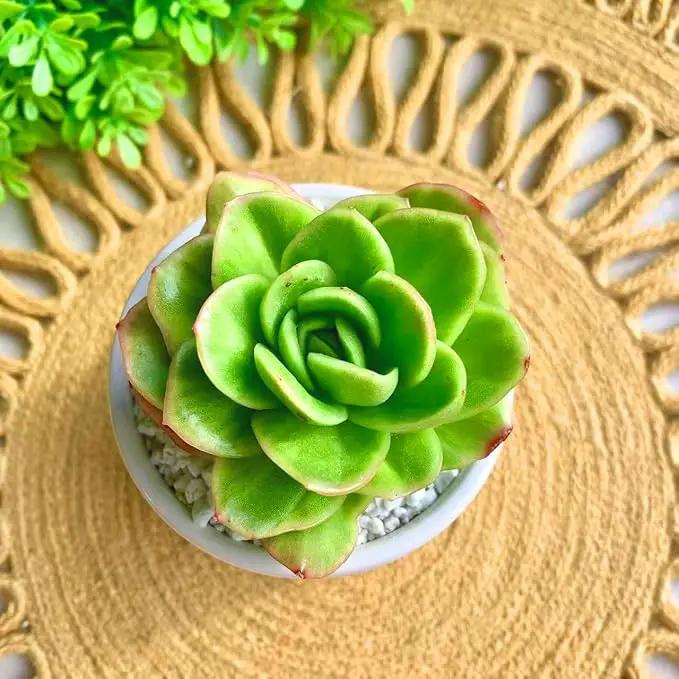 FWPP Succulents Plants Live,Echeveria ice Rose Variegated 3.5 inches Green Mini Indoor Plants,Bare Root Without Pot Soil,Live Plants for Gift Party Wedding Garden Baby Shower DIY Decor by GreenHaven Gardens