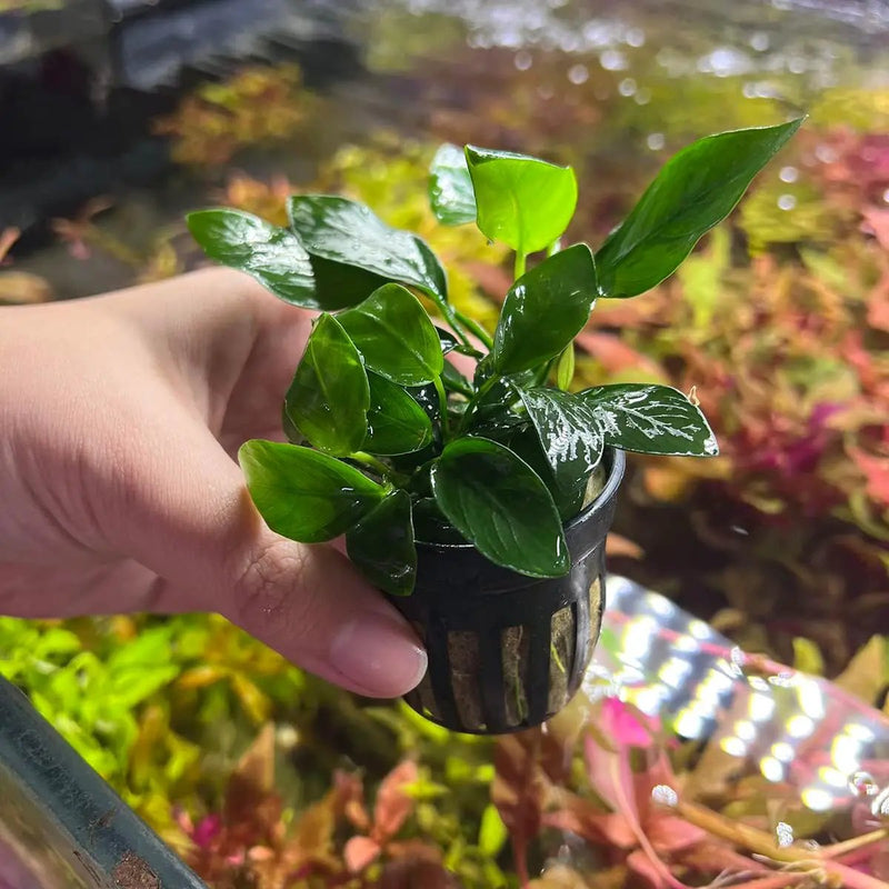 Anubias Live Aquarium Plants - Potted Freshwater Plant for Fish Tanks, Terrariums - Beginner Friendly Low Light (Spear Leaf, 3 Pots) by GreenHaven Gardens